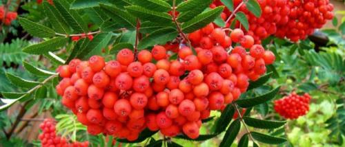 Красная рябина от давления. Красная рябина при давлении