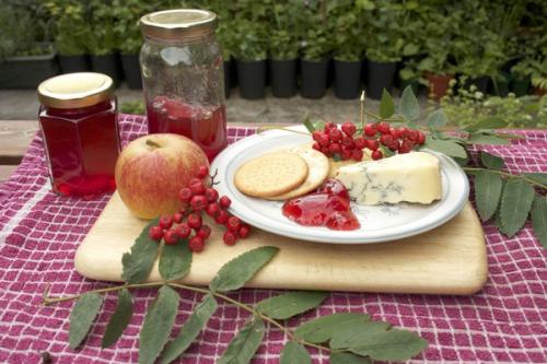 Протертая рябина красная с сахаром. Полезные свойства красной рябины 06