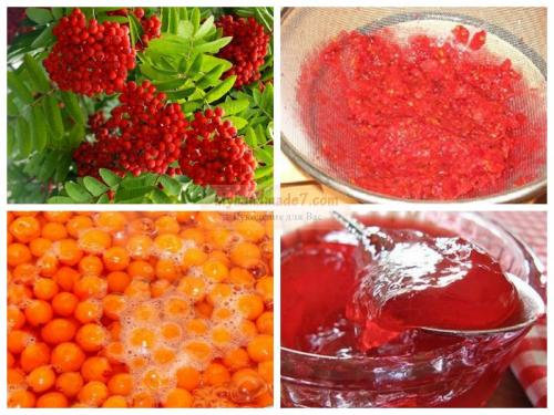 Протертая рябина красная с сахаром. Полезные свойства красной рябины 03