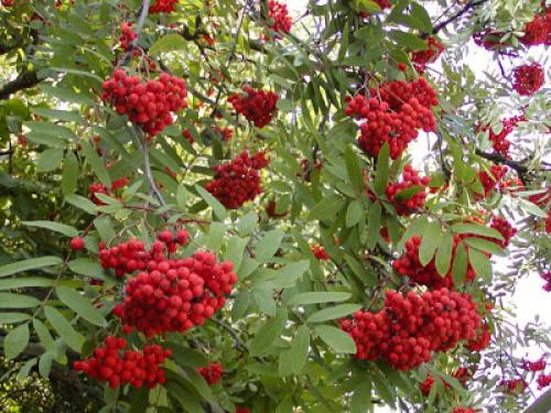 Квас из рябины красной. Рябина