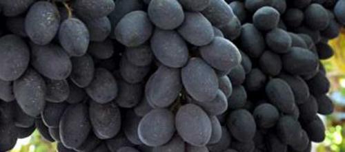 Чем полезен виноград кишмиш для организма. О пользе черного винограда