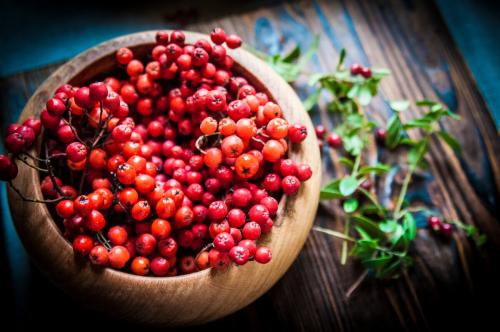 Аджика из красной рябины. Самое время собирать красную рябину: наша находка этого сезона - лесная аджика