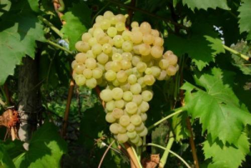 Киш-миш состав. Особенности винограда кишмиш