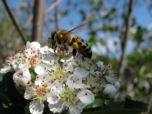 Рябина протертая с медом. Особенности и полезные качества