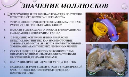 Мидии польза и вред. Пищевая ценность, калорийность