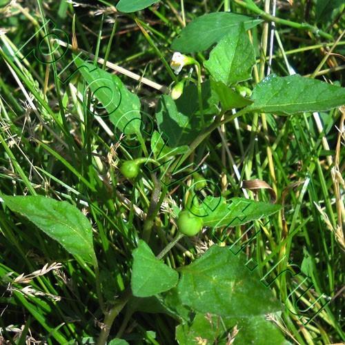 Паслен черный корневая система. Паслён чёрный