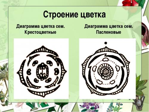 Паслен черный формула цветка