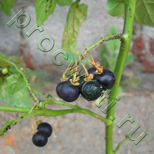 Паслен черный корневая система. Паслён чёрный