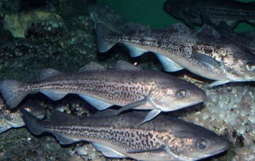 Тряска рыба. Виды