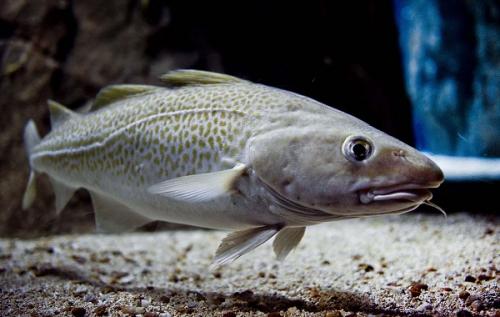 Тряска рыба. Виды