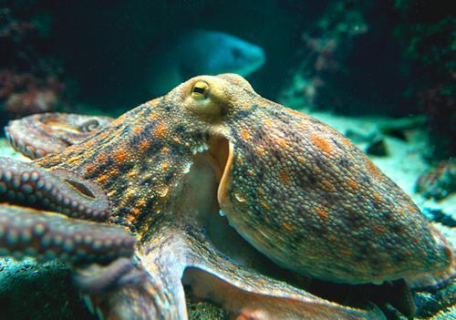 Пища осьминога. Осьминог: описание, строение, характеристика. Как выглядит осьминог?