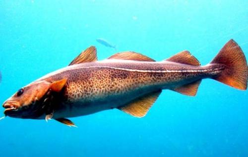 Тряска рыба. Виды