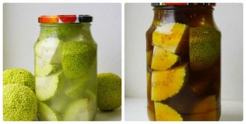 Маклюра лечебные свойства рецепты для суставов. Чем полезно адамово яблоко