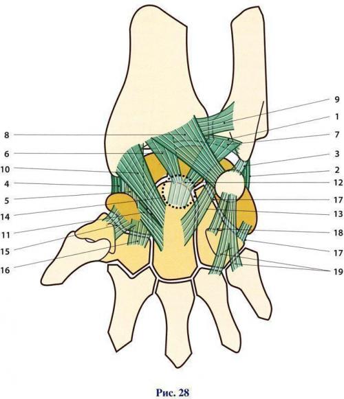Связки кисти. Среднезапястный сустав анатомия. Запястно-пястный сустав связки. Связки лучезапястного сустава анатомия. Запястно лучевой сустав.
