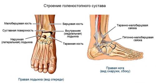 Упражнения для разработки голеностопного сустава у детей. Строение голеностопного сустава