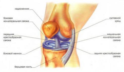 Виды суставов человека таблица. Строение сустава человека 02
