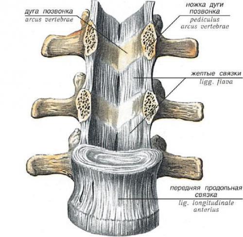 Виды суставов человека таблица. Строение сустава человека 03