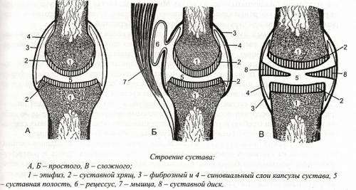 Таблица по анатомии таблица суставов. Анатомия и движение суставов 03 Таблица по анатомии таблица суставов. Анатомия и движение суставов 03