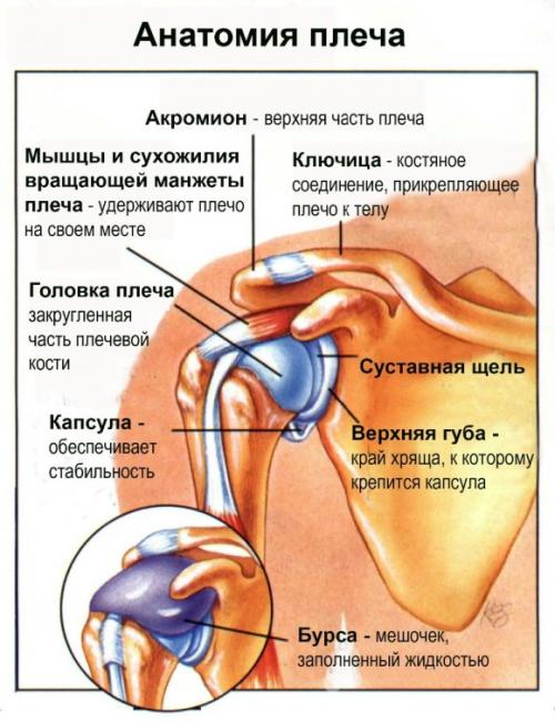 Плечевой сустав. Анатомия плечевого сустава