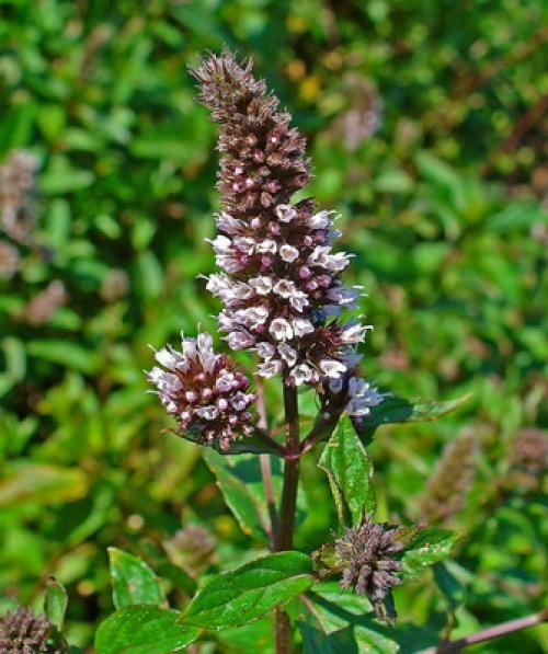 Лечебные свойства парафина 09