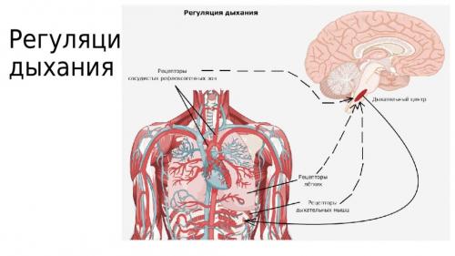 Где находится Дыхательный центр. Где расположен Дыхательный центр — в головном мозге?