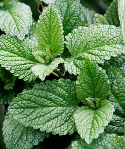 Лечебные свойства парафина 11