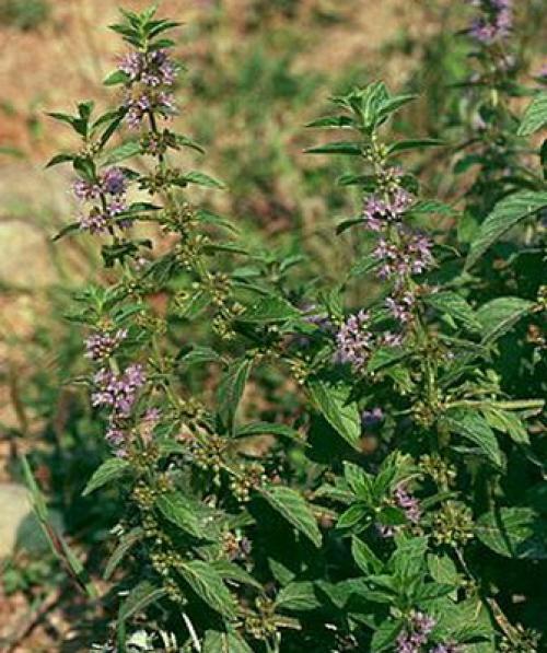 Лечебные свойства парафина 04