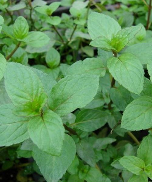 Лечебные свойства парафина 08