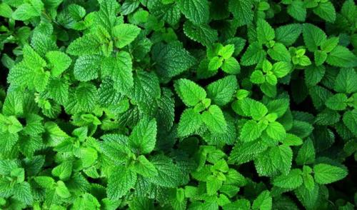 Лечебные свойства парафина 03