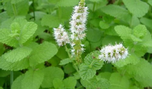 Лечебные свойства парафина 01