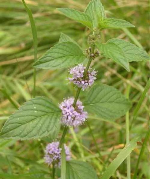 Лечебные свойства парафина 05