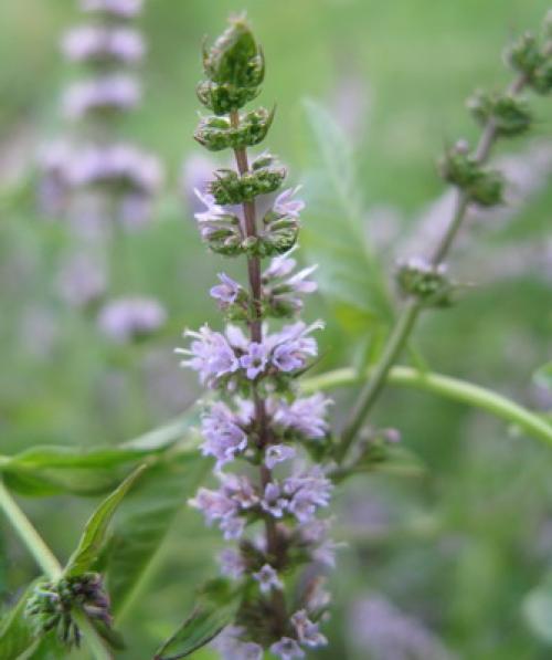 Лечебные свойства парафина 06