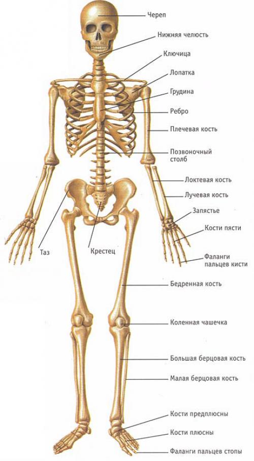 В скелете человека более костей. Всего