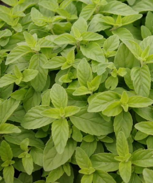 Лечебные свойства парафина 10