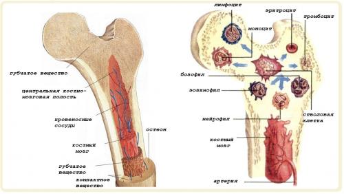 Деление клеток красного костного мозга и их превращение в эритроциты усиливается. Строение и функции