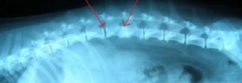 Таблетки для наращивания хрящевой ткани позвоночника. Медикаментозные средства для регенерации хрящей