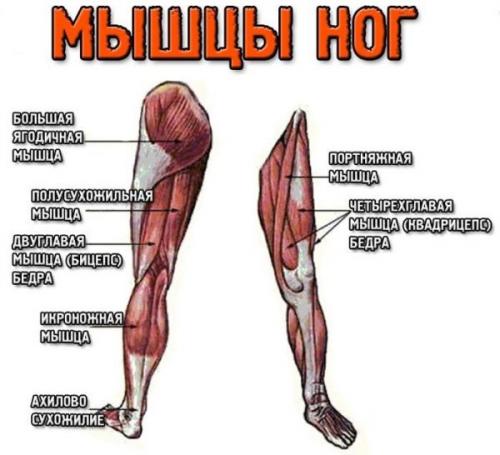 Укрепление коленных суставов и связок. Упражнения для укрепления коленных суставов и связок