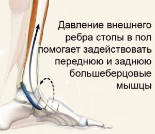 Поперечный свод стопы укрепляют связки. ВАЖНЫЕ МЫШЦЫ И СВЯЗКИ СТОПЫ. ЛЕЧЕНИЕ ПЛОСКОСТОПИЯ.