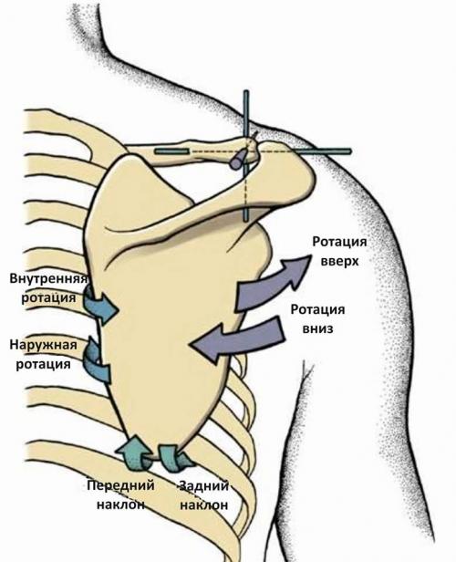 В опускании лопатки и ключицы участвует мышца. Лопаточно-грудной сустав