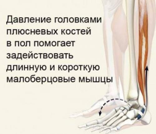 Поперечный свод стопы укрепляют связки. ВАЖНЫЕ МЫШЦЫ И СВЯЗКИ СТОПЫ. ЛЕЧЕНИЕ ПЛОСКОСТОПИЯ.