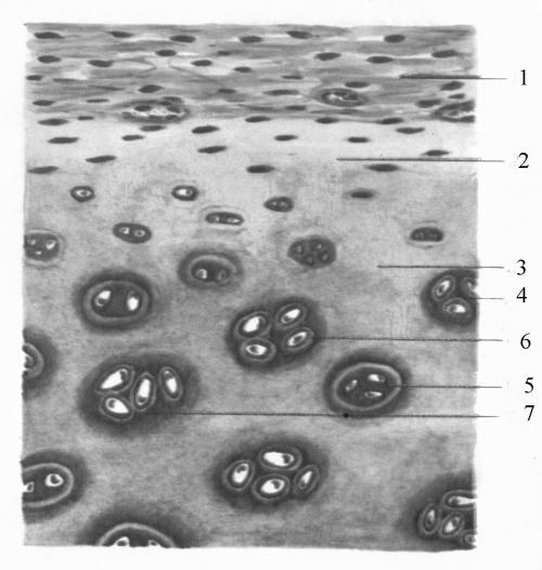 Гиалиновый хрящ норма размер. Гиалиновый хрящ –, что это 01