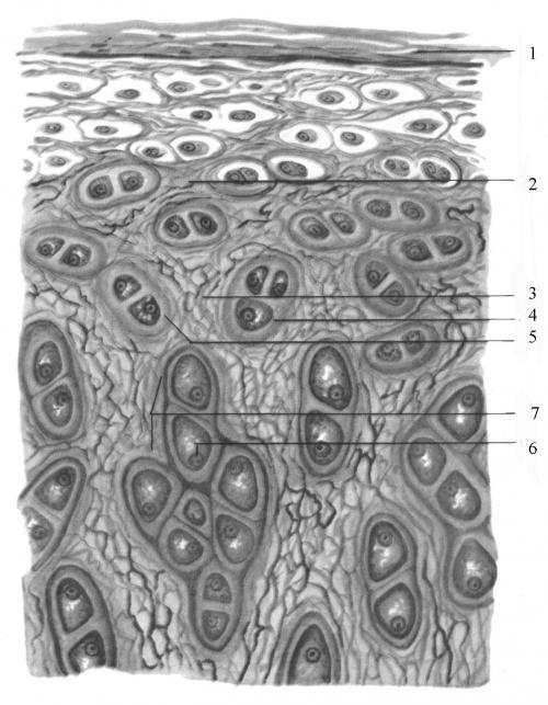 Гиалиновый хрящ норма размер. Гиалиновый хрящ –, что это 02