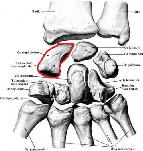 Строение кисти и запястья руки человека с названиями фото