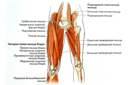Судороги в бедренных мышцах причины. Почему возникает мышечный спазм бедра и как его снять?