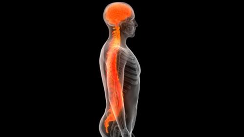 Последствия разрыва спинного мозга. Классификация спинно-мозговых ранений