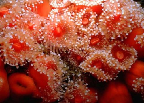 Красные водоросли. Описание и способы размножения