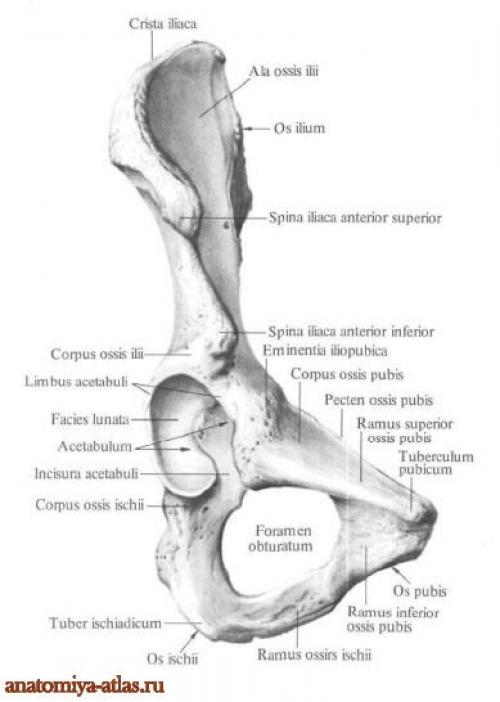 Кости таза. Тазовая кость.