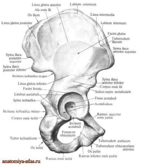 Ossis перевод с латинского. Тазовая кость анатомия строение. Подвздошная кость анатомия человека. Седалищная кость кость анатомия. Тазовая кость гребень подвздошной кости.