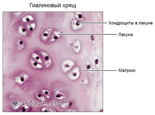 Уколы в колени гиалуроновой кислоты названия в колени. Какого эффекта можно ожидать от гиалуроновой кислоты