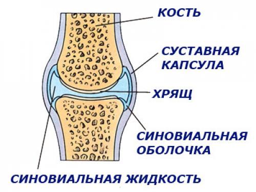 Какой цифрой на рисунке обозначен суставный хрящ